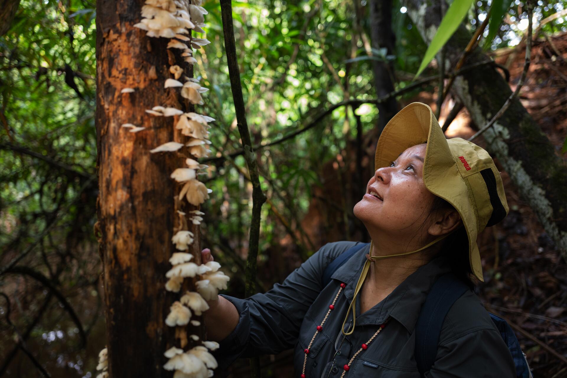 A Amazônia dos fungos - SUMAÚMA, image size:1920x1280