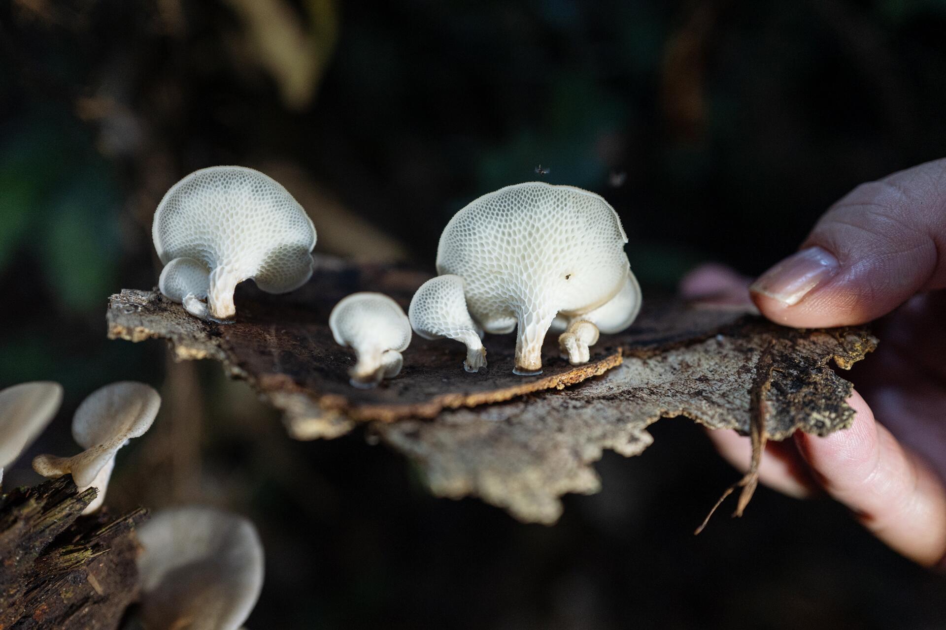 Cogumelo Preto Seco Tipo Orelha de Madeira - Produção Alimentícia Vietnã, image size:1920x1280