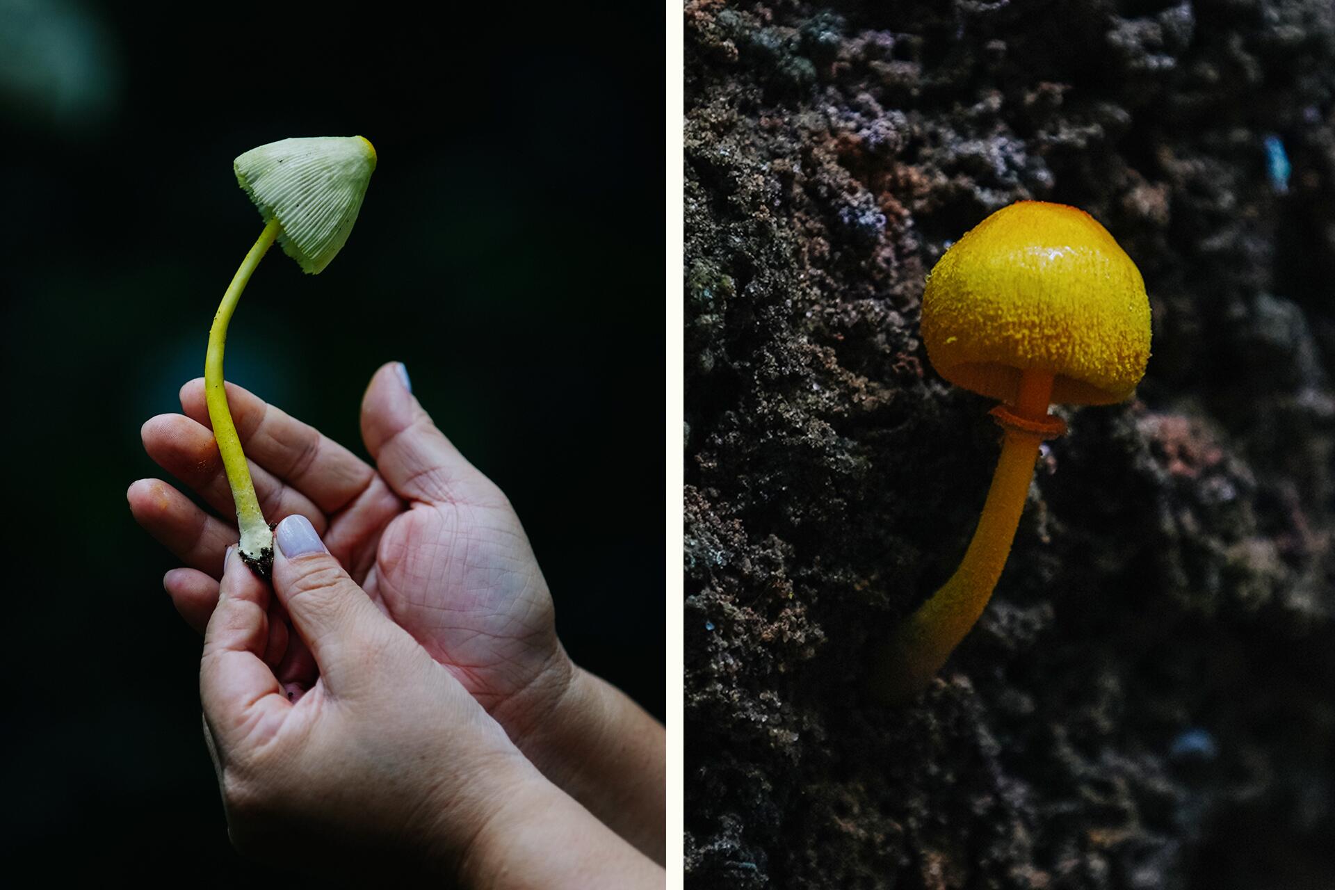 Fungos | Jorge Costa Novo | Flickr, image size:1920x1280