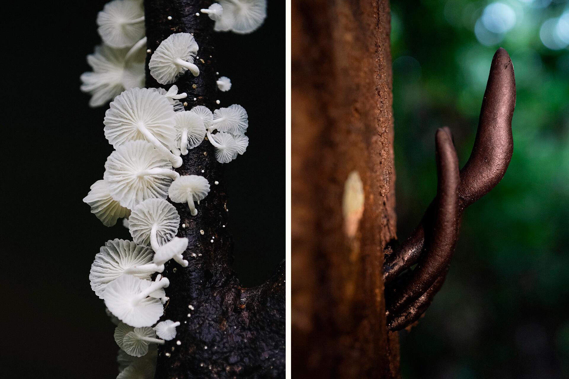 Chromoblastomycosis | Clinical Microbiology Reviews, image size:1920x1280