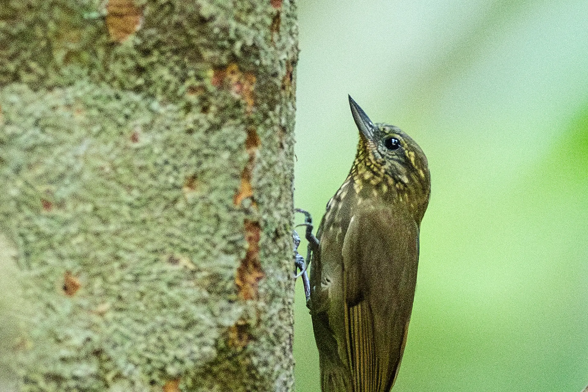 Pássaros da Amazônia estão encolhendo para se adaptar ao colapso do clima -  SUMAÚMA, image size:1920x1280
