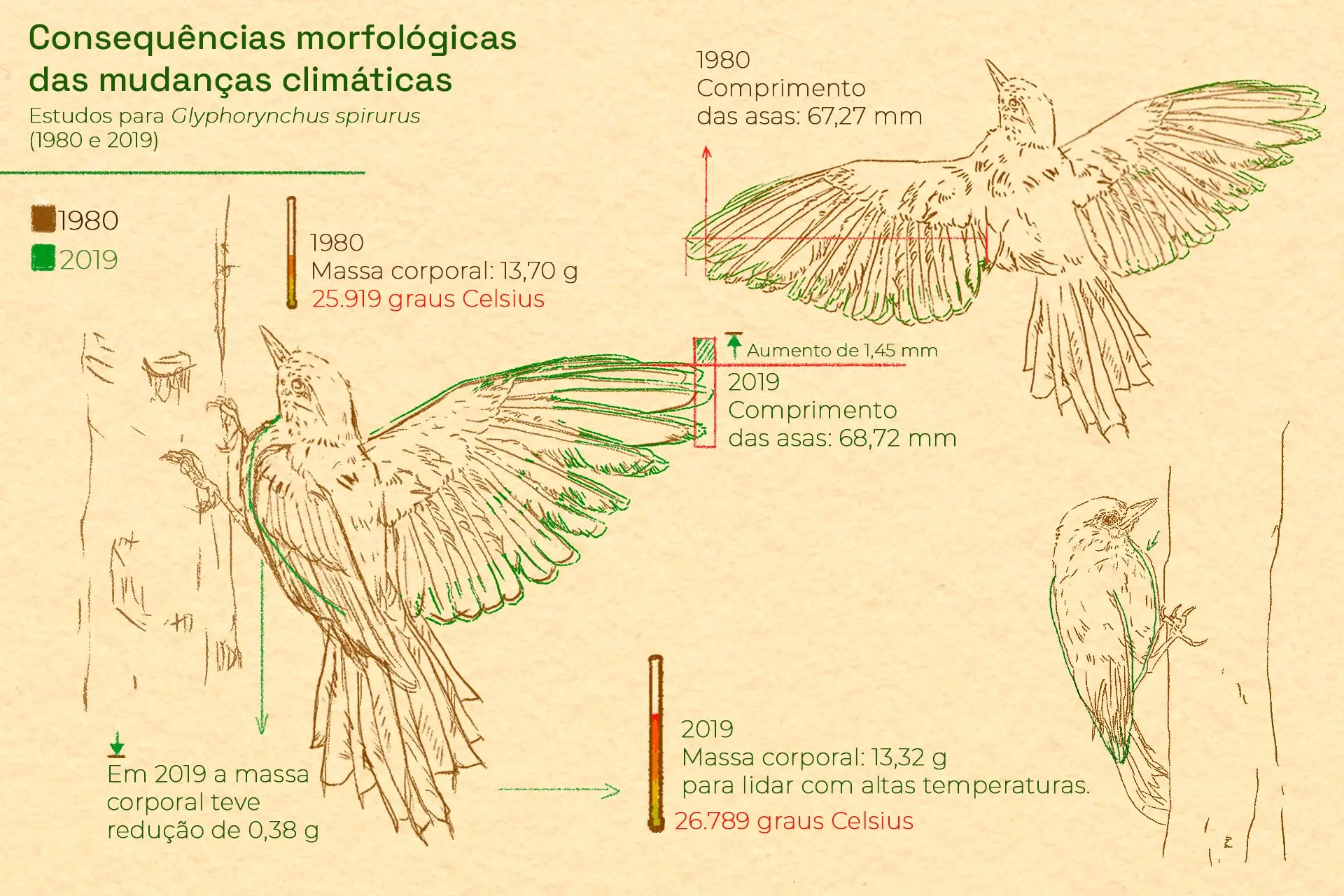 Pássaros da Amazônia estão encolhendo para se adaptar ao colapso do clima -  SUMAÚMA, image size:1920x1280