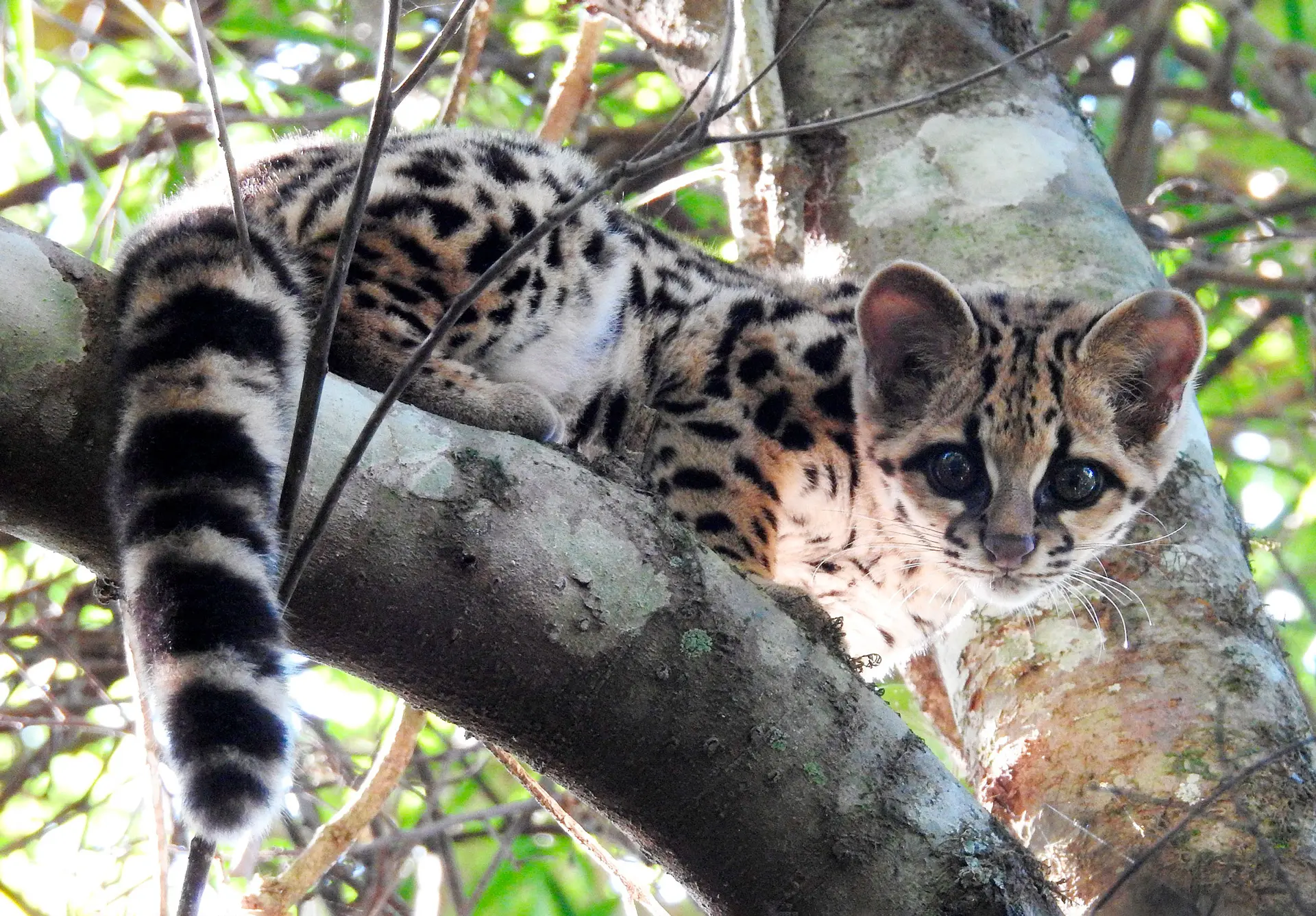 A última Onça do Rio Grande do Sul - SUMAÚMA, image size:1920x1337