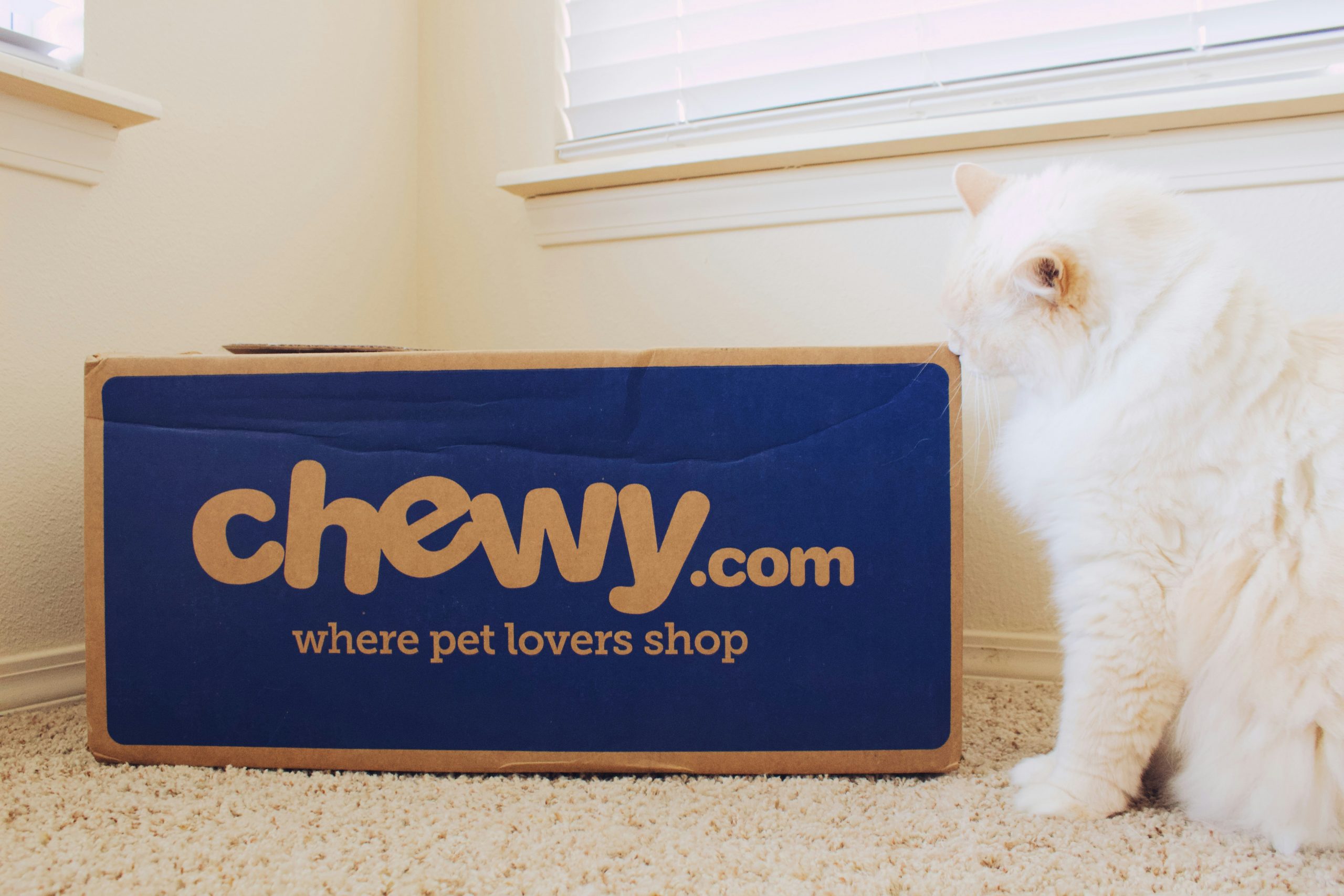 Chewy pet cat