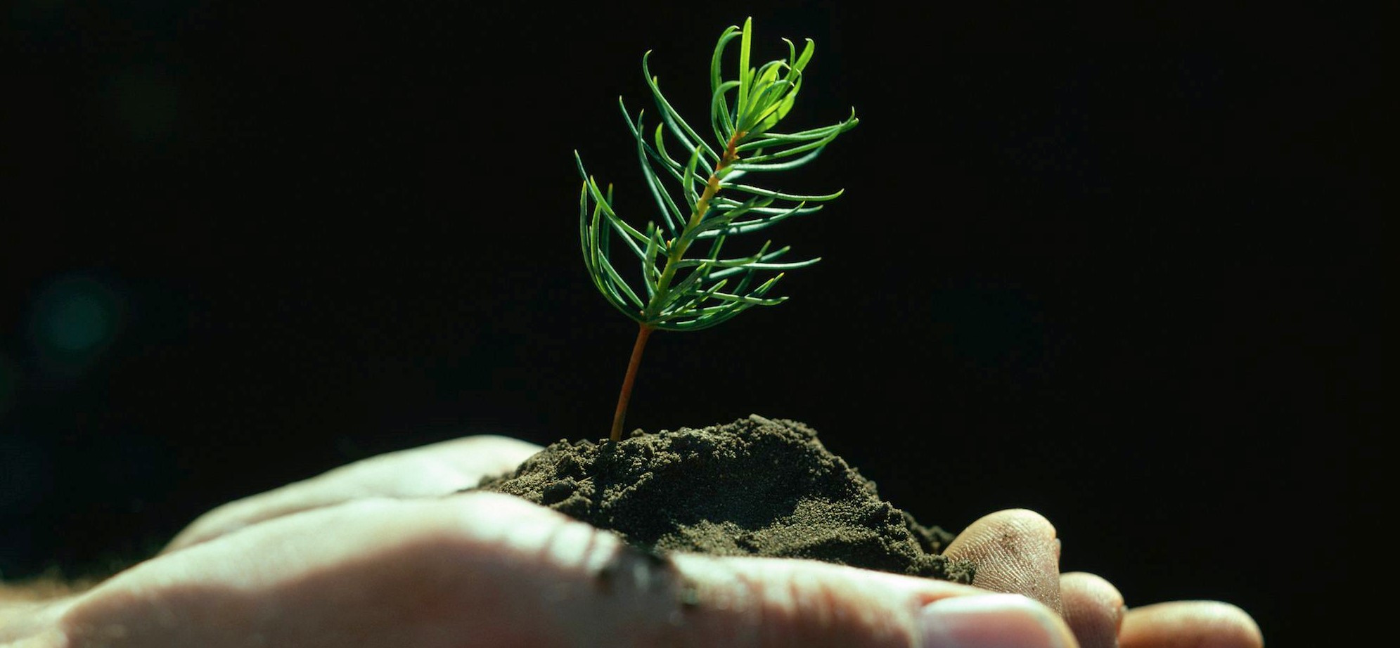 Felt Necessities: Engines of Forest Policy, Part 9