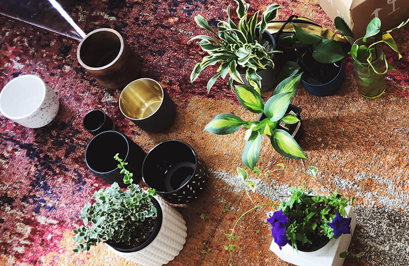 plant style array of different potted plants