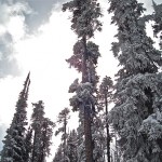 KNKAR3