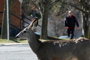 KimDeer