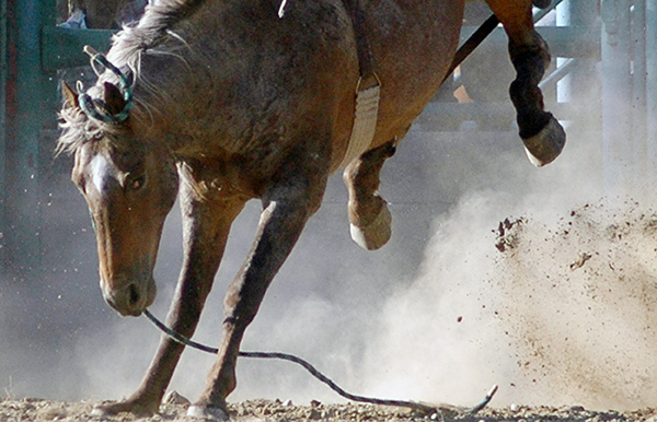 Cranbrook Rodeo Cranbrook Rodeo returns this weekend | Cranbrook