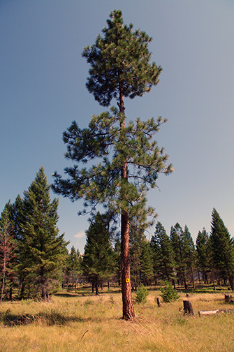 One of several trees inoculated – or injected with the purpose of killing a portion of it – to provide future nesting cavities for Lewis’s woodpeckers.