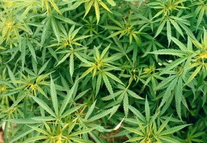 marijuana