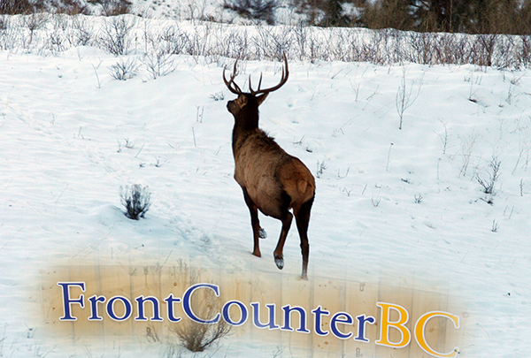 Frontcounter Fish, wildlife and park permits move to FrontCounter BC | Columbia ...