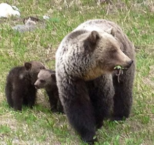 KNPbears