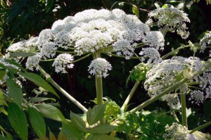 provfundgianthogweed