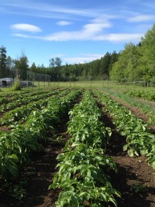 KFM SunpowerFarm