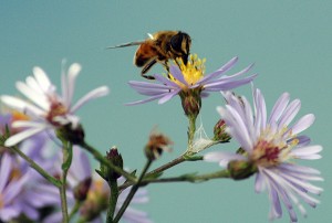 Bee