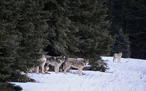 Great to see wolves returning