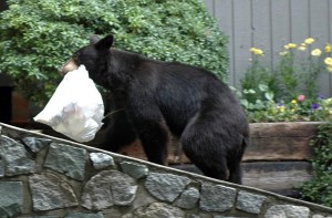 Bear aware