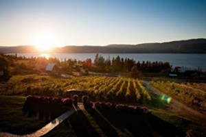 CG summerhill winery 4