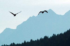 Geese by StEugene