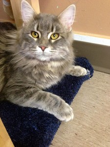 Harry is a fluffy ball of love. He is great with other cats and has lived with dogs. If your looking for a cat that is affectionate, friendly, loves to be petted and pampered? This is definitely the cat for you! Harry is very sociable and affectionate. He will enjoy lots of attention. He loves to be picked up and cuddled!