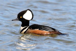 Male Hooded Merganser