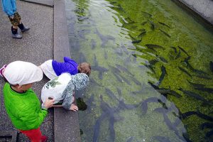 Kootenay Trout Hatchery 1