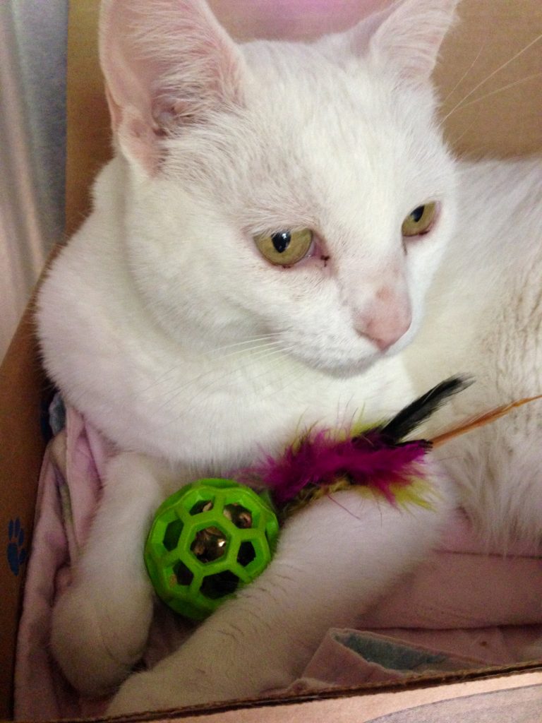 Tibby is a senior who enjoys lots of attention and is happy to be carried around. She does not like other cats but has lived peacefully with a bird, rodents and dogs. Tibby is very laid back and can be playful at times; she loves to be groomed. She will come running when the fork is tapped on her bowl. She is good with kids of all ages.