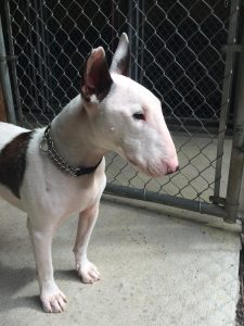 Hello! This is Harvey Birdman. He is a three-year-old Bull Terrier neutered male. Harvey's perfect home will be an experienced, active, and structured, that will give him unconditional love. Harvey is a very excitable boy with an abundance of energy, so he would do best in a home with older children who don't get knocked down easily. His dog socialization skills are a bit rusty, so he would be best suited in a home with no other dogs until he can properly behave around them. Harvey has a high prey drive, so a home with no small critters or cats would be best. Harvey is a very intelligent boy that is willing to please. As his new family and Harvey learn and grow together as a team. Obedience training may help you both find the right tools and skills to improve over all manners. 