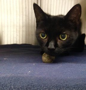  Pantera is a wonderful senior girl! She is a little shy and takes a while to get used to new situations. She likes to have hiding areas to feel safe. If you are patient, gentle and live in a quiet home, this cat will certainly come out of her shell for you! Pantera would do best in a home with no children or other animals as she has lived her entire life with an elderly lady until she passed on. 