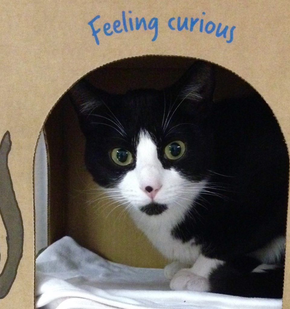 Wonka is a handsome young tuxedo kitty. He is a bundle of energy! Wonka loves to play and is curious about everything. He is sure to keep you entertained and let you know when you are not paying enough attention. Wonka has lived comfortably with dogs, he would do best in a single cat home.