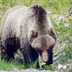 B.C. government ends grizzly bear hunt