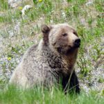 Local views of the recently announced grizzly plan