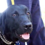RCMP Victim Services ranks grows by four paws