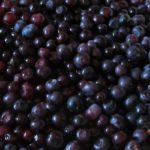Commercial huckleberry harvest detrimental: Wildsight
