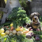 Own garden grown always tastes better