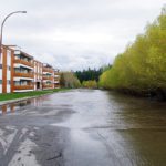 Willows to be removed from Joseph Creek