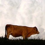 Fund open to B.C. ranchers and farmers