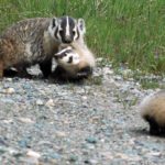 Have your say on a new provincial wildlife strategy