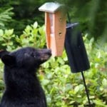 Bear returning to Forest Crowne feeders