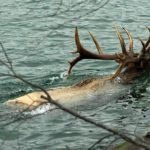 We’re light years behind U.S. wildlife programs