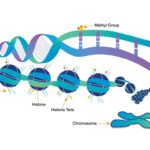 Epigenetics: best chance to your unborn baby