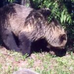 Grizzly and her cubs seen at ski resort