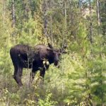 Moose sightings by Maiden Lake