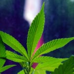 Cannabis retail licence info available online