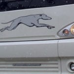 Greyhound scampering from Western Canada