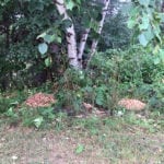 Dumped crab apples a bear attractant