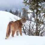 Cougar sightings along Lakeview Drive