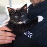 BC SPCA overwhelmed with felines needing homes