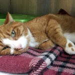 Claude can recover with a little extra care and love
